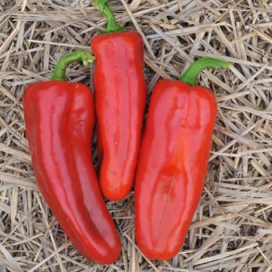 Corno di Torro Red Sweet Pepper