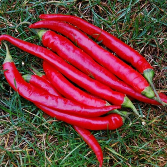 Large Thick Cayenne