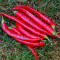Large Thick Cayenne