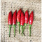 Mayhem Chilli