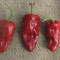Padron Spanish Fryer