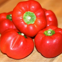 Red Cheese Pepper