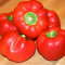 Red Cheese Pepper