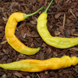 Sili-a-top